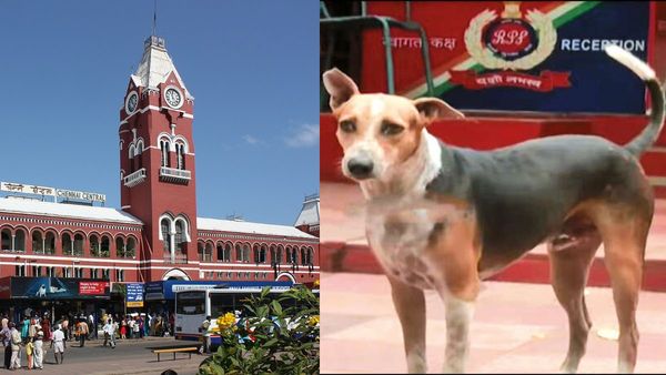 என்னை தாண்டி யாரும் போக முடியாது.. சென்ட்ரல் ரயில் நிலையத்தில் இசட் பாதுகாப்பு கொடுக்கும் நாய்!