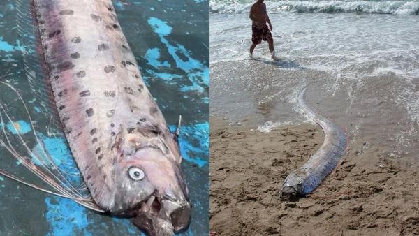 அடுத்தடுத்து பிடிபடும் ஆழ்கடல் பிரளய மீன் Doomsday Fish! உலக ஆபத்துக்கான அறிகுறியா? ஆய்வு முடிவு இதோ