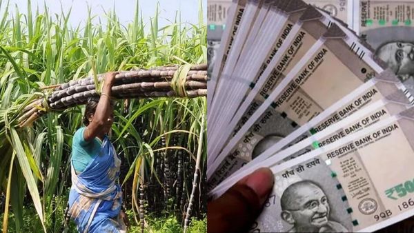 கரும்பு விவசாயிகளுக்கு சர்க்கரை போல வந்த செய்தி.. சிறப்பு ஊக்கத் தொகை.. ரூ 297 கோடி ஒதுக்கி அரசாணை!
