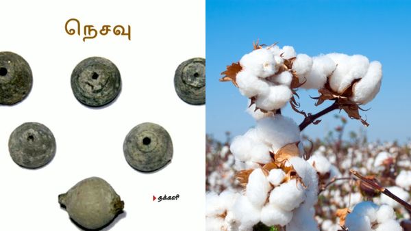 கீழடியில் பல நூற்றாண்டுகளாக தொடரும் பருத்தி விவசாயம்! கண்டெடுக்கப்பட்ட நெசவு கருவி, சாயமிடும் தொட்டி