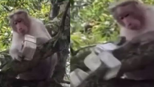 பணம் என்னடா பணம்.. சுற்றுலாப் பயணியின் 500 ரூபாய் நோட்டுக் கட்டை லபக்கிய குரங்கு! அப்பறம் என்னாச்சு?