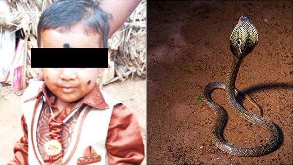 திண்டுக்கல் குடிசையில் தாத்தா உடன் தூங்கிய 5 வயது சிறுவன்.. அங்கேயே எமனாக பதுங்கியிருந்த பாம்பு