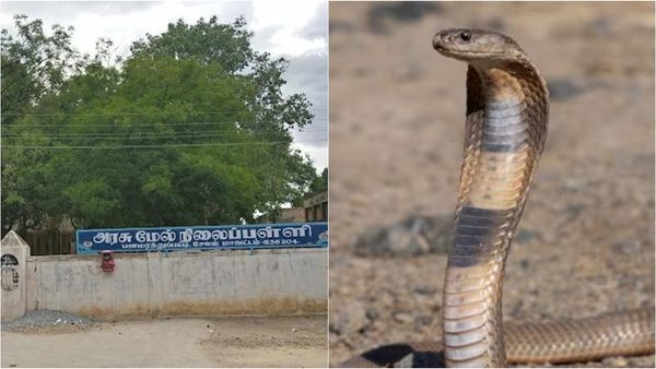 சேலம் பனமரத்துப்பட்டி அரசு பள்ளியின் வகுப்பறைக்குள் புகுந்த பாம்பு.. மாணவிக்கு எதிர்பாராத சம்பவம்