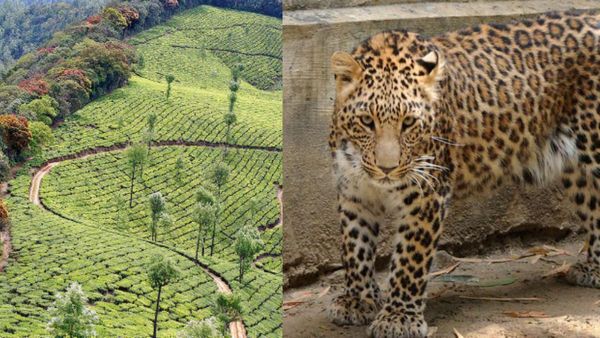 வால்பாறையில் தாயின் கண்முன்னே கொடூரம்.. 4 வயது சிறுமியை தூக்கிச் சென்ற சிறுத்தை.. மண்டை ஓடு மீட்பு