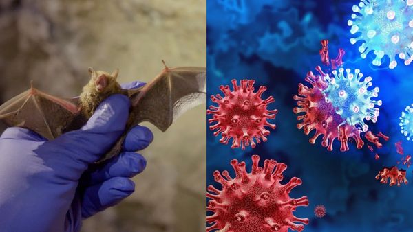 மனித குலம் காணாத புது ஒட்டுண்ணி.. சீனாவில் ஷாக்.. வவ்வால்களிடம் கண்டுபிடிக்கப்பட்ட 20 புது வைரஸ்கள்!
