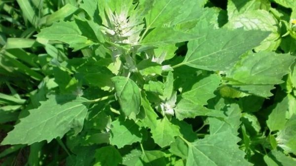 சக்கரவர்த்தி கீரை பயன்கள்.. கரையும் கிட்னி கற்கள்.. ரத்த விருத்தி, மூட்டுவலிக்கு சக்ரவர்த்தி கீரை