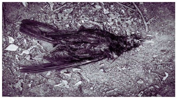 பறவைகளின் மர்ம முடிச்சு.. ஜதிங்கா கிராமத்துக்கு தற்கொலை செய்ய கிளம்பி வரும் கூட்டம்! இப்படி நடக்குமா