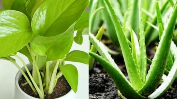 மணி பிளான்ட் மகிமை.. வீட்டில் அதிர்ஷ்டம், யோகம் பெருக இந்த செடிகளை தூக்கி தூர போடுங்க! வாஸ்து டிப்ஸ்