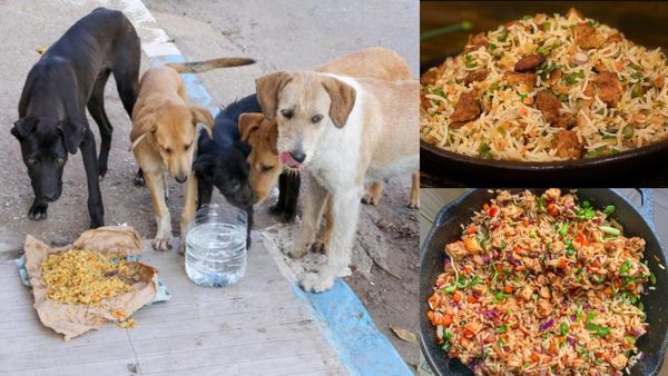 தெருநாய்களுக்கு இனி சுடச்சுட 