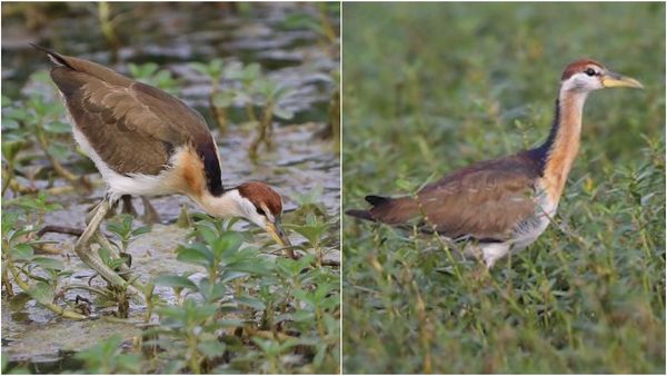 Chennai bird: சென்னை பெரும்பாக்கத்தில்.. திடீரென தென்பட்ட உருவம்! திரண்டு பார்த்த மக்கள்.. இது அவசியம்தான்!