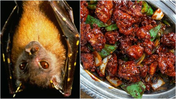 சேலம் சில்லி சிக்கன் பிரியர்களே உஷார்.. வவ்வால் வறுவலாம்! வனத்துறையிடம் சிக்கிய வேட்டையர்கள்