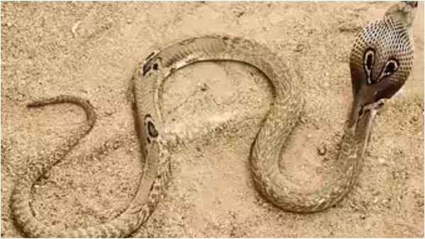 தரமணியில் தரையில் மின்னிய நாகப்பாம்பு! ஆனா.. இதை பாத்தீங்களா? வியந்த வனத்துறையினர்