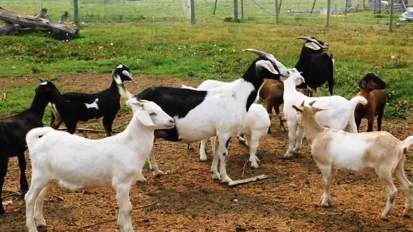 கால்நடை வளர்ப்போருக்கு குட்நியூஸ்.. 14000 ரூபாய் மானியமாக கிடைக்கும்.. கலெக்டர் வெளியிட்ட அறிவிப்பு