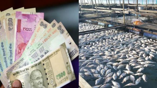 நிலம் ஒரு ஏக்கர் இருக்கா? ரூ.5000 மானியம் பெறும் சூப்பர் திட்டம்! மீன் பண்ணை வைத்திருப்போருக்கு ஹேப்பி