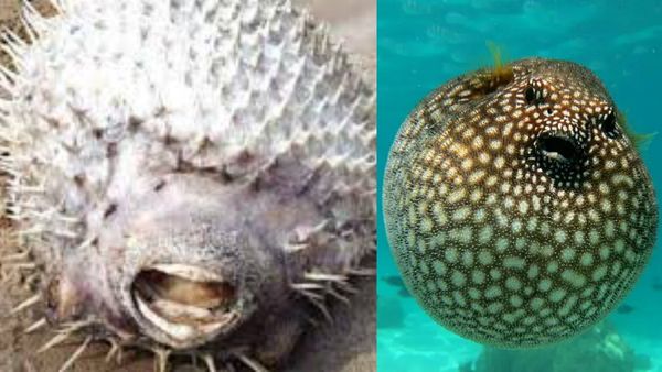 ராமேஸ்வரம் கடலில் ஆச்சரியம்.. முள்ளம்பன்றி மாதிரியே அதிசயமான உருவம்.. பேத்தை மீன்களா? கடல் கோழியா?