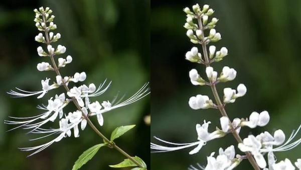 சர்க்கரை நோயாளிக்கு பயனுள்ள பூனை மீசை மூலிகை தண்ணீர்.. சிறுநீரகம் ஆரோக்கியம் பெற ஹெல்த் டிரிங்க்