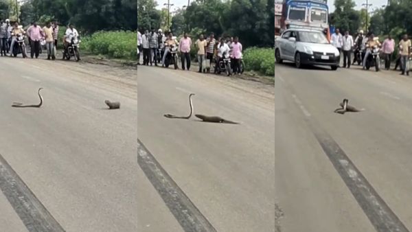 கருநாகமும் கீரிப்பிள்ளையும்! சாலையில் செம சண்டை! கடைசியில் ட்விஸ்ட்! வைரலாகும் வீடியோ