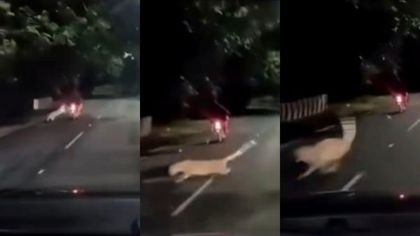 திருப்பதிக்கு பைக்ல போறீங்களா? அந்த தவறை மட்டும் செய்யாதீங்க! உஷார் மக்களே..ஷாக் வீடியோ