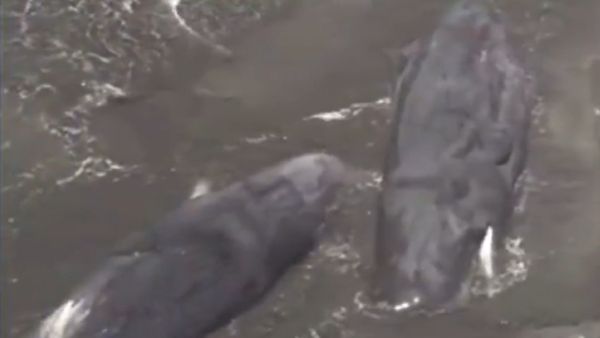 நெஞ்சே பதறுதே.. ஜப்பானில் கொத்தாக கரை ஒதுங்கிய திமிங்கலங்கள்.. தாக்கிய ராட்சச சுனாமி அலைகள் - வீடியோ