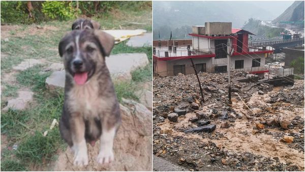 சரியான நேரத்தில் குரைத்த நாய்.. நள்ளிரவில் உயிர் தப்பிய 65 பேர்! அடுத்த நிமிடம் கிராமமே தரைமட்டமானது