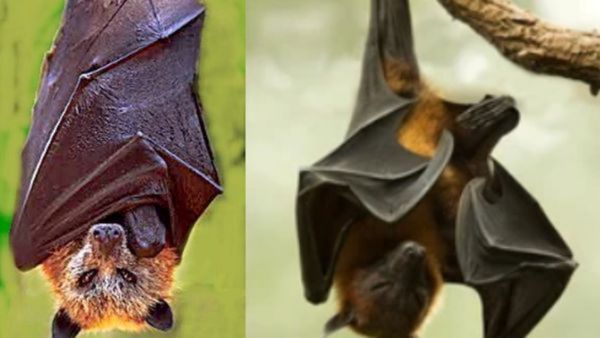 நாய்க்கறி, பூனைக்கறியை விடுங்க.. அது மட்டன் மாதிரியே இருந்துச்சாம்.. சேலத்தில் சாப்பிட்டு.. பரபரப்பு