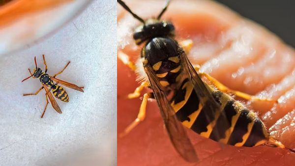 கதண்டு வண்டு கடித்து சிறுவன் பலி! தம்மாதுண்டு வண்டு கடிச்சா உயிர் போய்டுமா? டேஞ்சரான மஞ்சள் பூச்சி