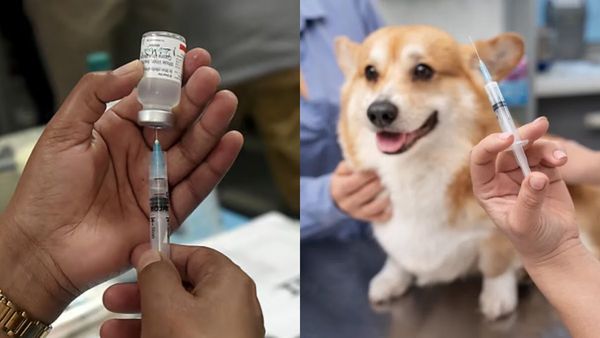 நாய்க் கடிக்கு தடுப்பூசி மட்டும் போதாது! உயிருக்கு ஆபத்து ஏற்படலாம்.. அப்போ என்ன தான் செய்யணும்