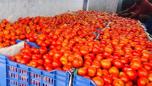 தக்காளிக்கு வந்துருச்சு வாழ்வு! என்னயவா குப்பையில் போட்டீங்க! வச்சு செய்ய போகுது.. பாக்கெட் பத்திரம்