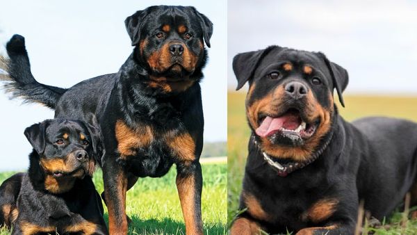 ராட்வீலர் நாய்களால் வந்த சோதனை.. ‛வாக்கிங்’ போன 75 வயது பெண்ணுக்கு நேர்ந்த கதி.. அய்யோ கடவுளே