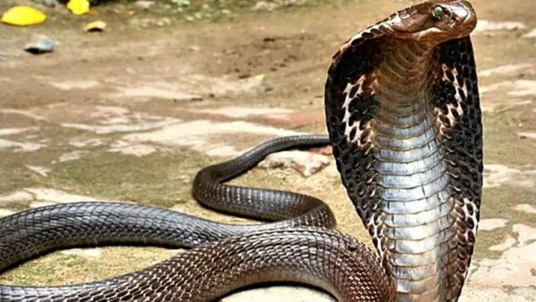 ஒரு குழந்தையின் கையை சுற்றிய நாகப்பாம்பு.. கடைசியில் நடந்த யாருமே நம்ப முடியாத ட்விஸ்ட்