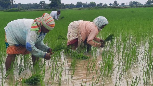 பிரதமரின் பயிர் காப்பீட்டு திட்டத்தில் சேர விவசாயிகள் விண்ணப்பிப்பது எப்படி.. தேனி கலெக்டர் விளக்கம்