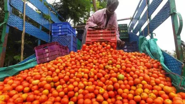 ஏறிய வேகத்தில் இறங்கிய தக்காளி விலை! ஒரு கிலோ எவ்ளோ தெரியுமா? மகிழ்ச்சியில் பொதுமக்கள்!