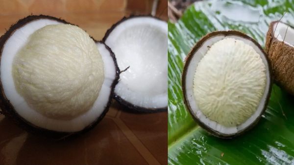 தேங்காய் பூவால் ஏற்படும் நன்மைகள் என்ன? உடலை கட்டுக்கோப்பாக வைக்கும் பூ!