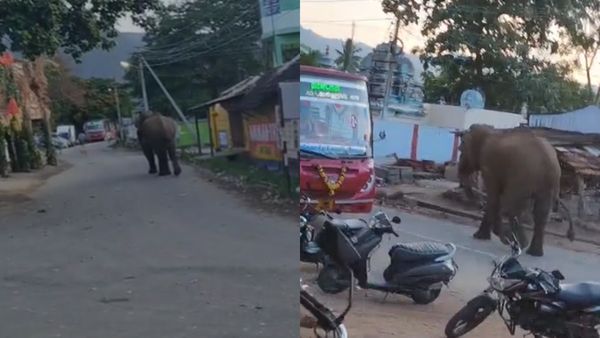 கோயம்புத்தூர் நகரத்திற்கு மிகமிக பக்கத்தில்.. காலையிலேயே ஊருக்குள் வந்த யானை.. என்ன ஒரு ஆக்ரோஷம்