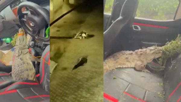 பார்க்கவே ஒரு மாதிரி? முதலையை காரில் பூட்டி வைத்த மக்கள்.. நள்ளிரவில் அது பாட்டுக்கு தெருவுல போகுது