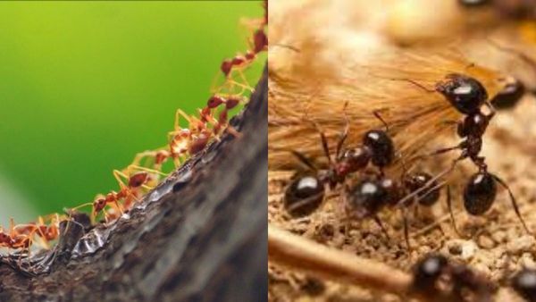 சிவப்பு எறும்புகள் உங்க வீட்டுக்குள் வருதா? கருப்பு எறும்புகள் கனவில் வந்தால் இதுதான் அர்த்தம்! அடடே