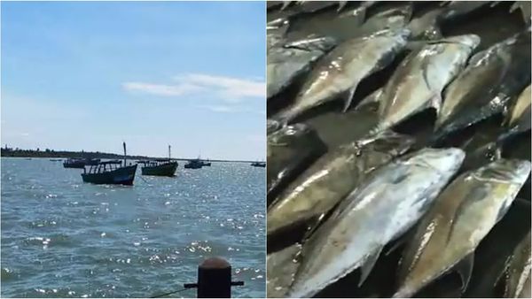 ஆழ்கடலில் அள்ள அள்ள வந்த அதிசயம்.. ஒரே இடத்தில் மலை போல்.. கடலூர் மீனவர்களுக்கு இன்ப அதிர்ச்சி