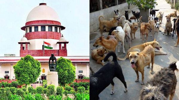 8 வாரம்தான் கெடு.. ஒரு தெரு நாயும் தெருவில் இருக்க கூடாது! உச்சநீதிமன்றம் அதிரடி உத்தரவு! டெல்லியில்