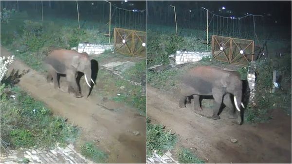 கோயம்புத்தூர் அருகே நள்ளிரவில் விருந்துக்கு போன யானை.. முகத்தை பாருங்க.. நம்பவே மாட்டீங்க