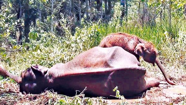 கொடைக்கானலில் மயங்கி விழுந்த தாய் யானை.. காப்பாற்றுவதற்காக குட்டி யானை நடத்திய பாசப்போராட்டம்
