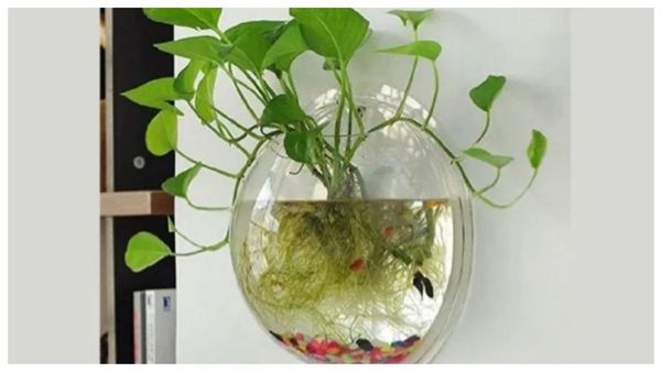 மணி பிளாண்ட்டை வைத்தும் பணம் வரலயா? மணி பிளான்ட்டுடன் இந்த இலையை சேர்த்து வெச்சு பாருங்க! செம வாஸ்து