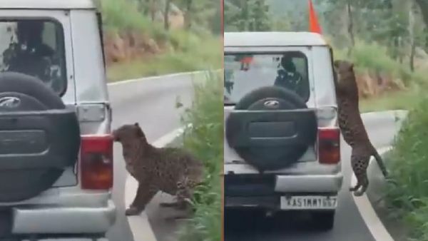 திடீரென காருக்குள் பாய்ந்த சிறுத்தை.. பெங்களூரில் சபாரி சென்ற 12 வயது சிறுவனுக்கு நேர்ந்த கதி!