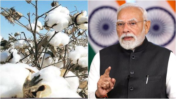 பருத்தி இறக்குமதி வரியை மொத்தமாக ரத்து செய்த மத்திய அரசு.. திருப்பூர் ஜவுளித்துறையினருக்கு ஜாக்பாட்