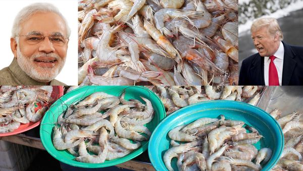டிரம்ப்பால் இந்திய மக்களுக்கு ‛லக்'.. இனி மலிவு விலையில் இறால் கிடைக்கும்! மத்திய அரசு மெகா பிளான்