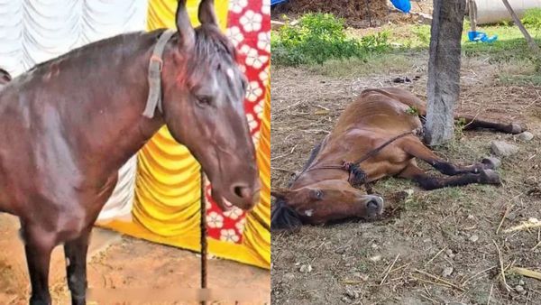 ஈரோட்டுக்கு குதிரையுடன் ஆசையாக ஓடிவந்த சைஜா.. பக்கெட் தண்ணீரை குடித்த 6 குதிரைகள்! திகைத்த அந்தியூர்