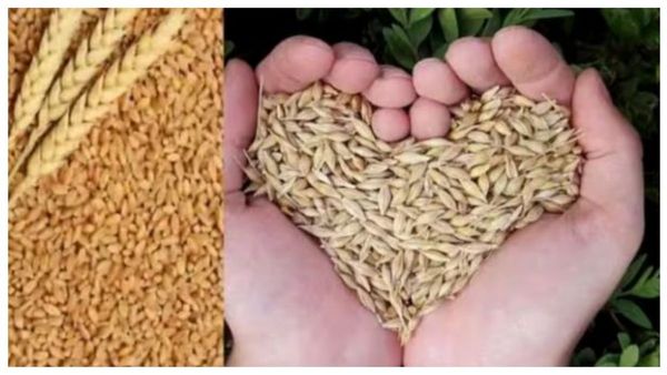 கோதுமை விளக்கு பரிகாரம்.. அரசு வேலை வேணுமா? வெற்றிகளை பெற கோதுமை பால்.. நன்மையை தரும் கோதுமை தானம்