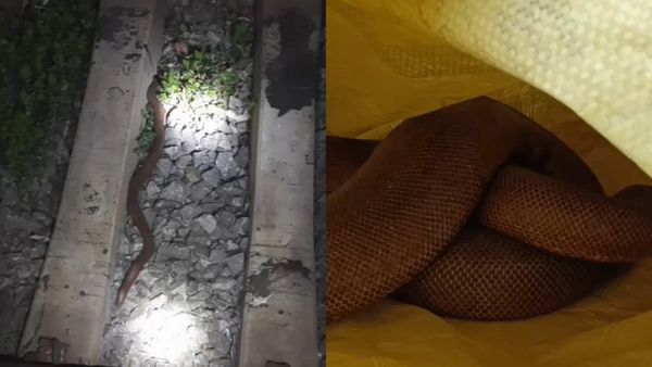 ஜோலார்பேட்டை ரயில்வே ஸ்டேஷனில் நள்ளிரவில் ஊர்ந்த உயிரினம்.. மதிப்பு 25 லட்சம், திகைத்த திருப்பத்தூர்