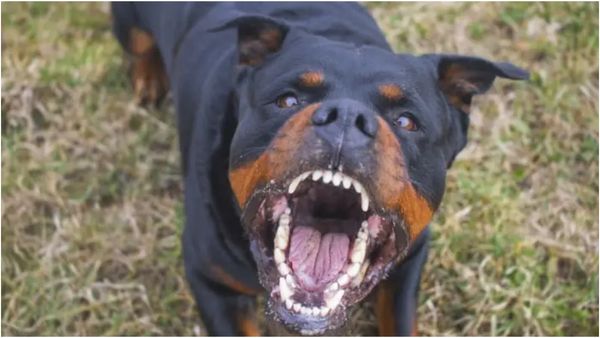 பூவிருந்தமல்லி அருகே.. வளர்ப்பாளரை கொடூரமாக தாக்கி மூக்கை கடித்துக் குதறிய ராட்வீலர் நாய்!