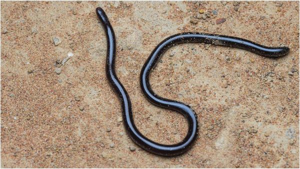 Snake in Ear: செய்யான் பாம்பு காதுக்குள் நுழைந்துவிடுமா? பாதுகாக்க வேண்டிய அபூர்வ உயிரினம்!