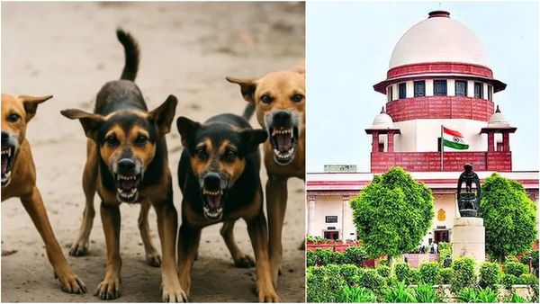 தெருநாய்களுக்கு கருத்தடை ஊசி போட்டு.. பிடிக்கப்பட்ட இடத்திலேயே விட வேண்டும்! -உச்சநீதிமன்றம்